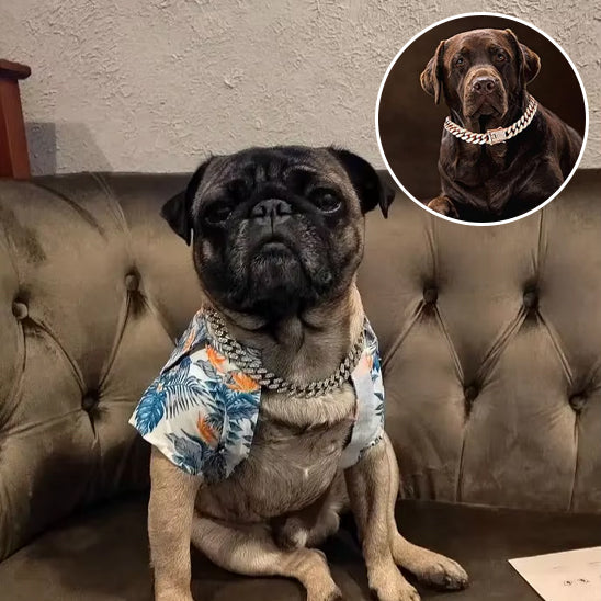 Collier chien |Gourmette