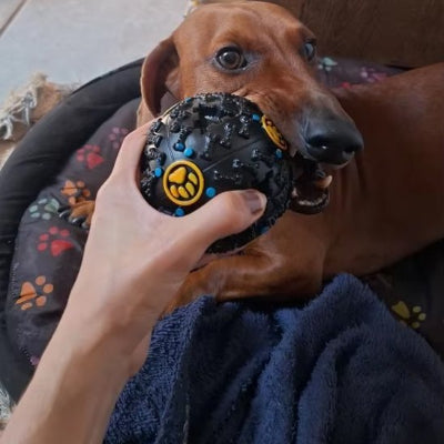 Jouet pour chien Balle Os  dans la gueule d'un chien