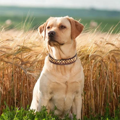 Labrador assis avec Collier chien marron