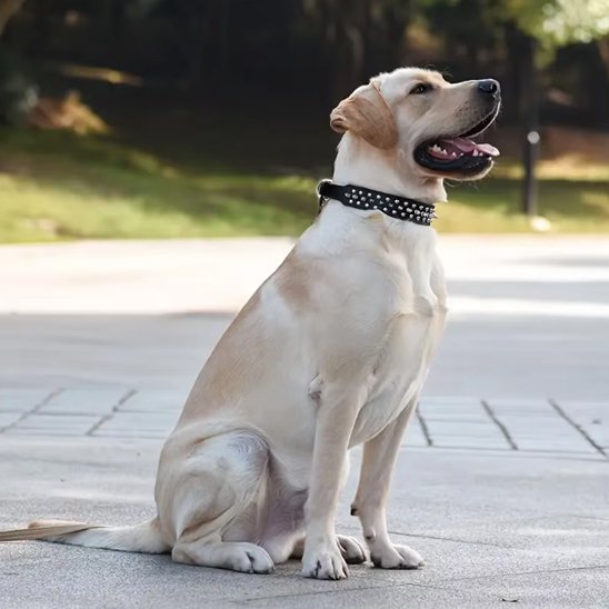  labrador assis avec collier pour chien noir 