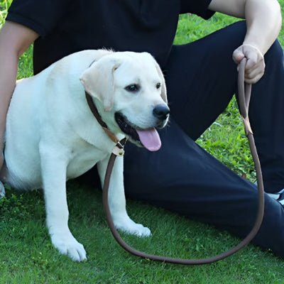 labrador assis avec laisse chien avec son maitre