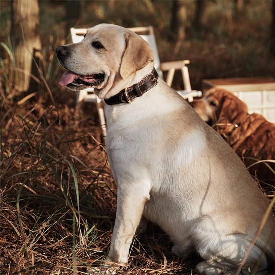 labrador assis en forêt avec collier chien vintage marron