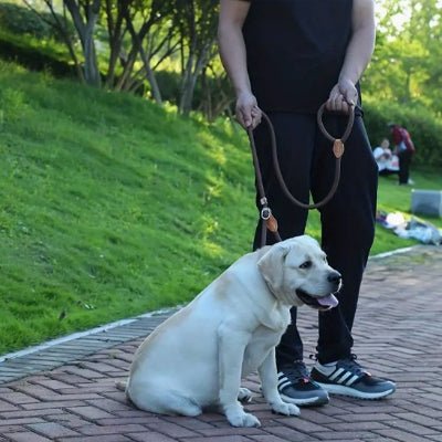 labrador assis en laisse chien heureux