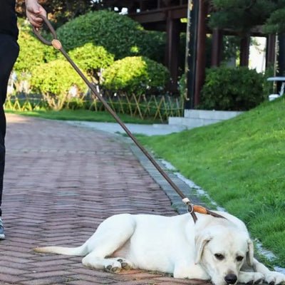 labrador couche gentillement en laisse chien