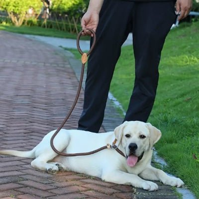 labrador couche heureux en laisse chien