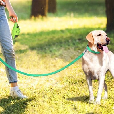 labrador en laisse chien au parc
