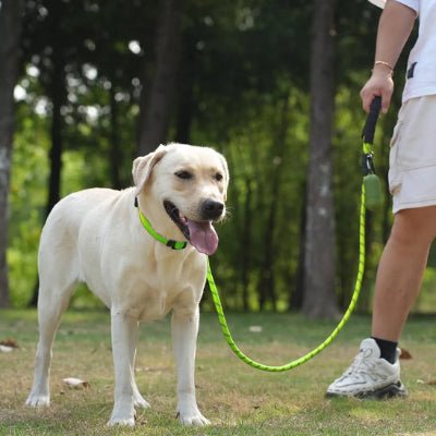 labrador en laisse pour chien verte au parc