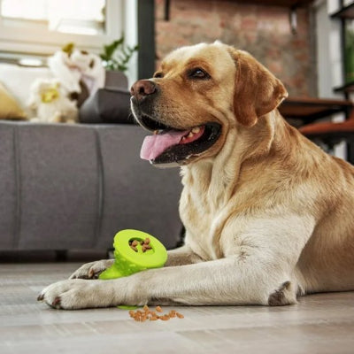 Labrador qui joue avec son jouet pour chien NutriPlay vert qui libère ses croquettes