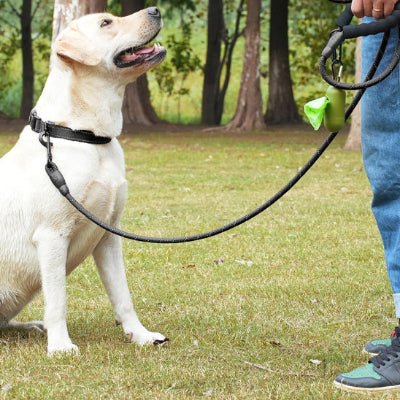 labrador regardant son maitre en laisse pour chien au parc