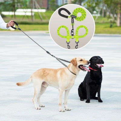 laisse double pour chien avec deux labradors heureux