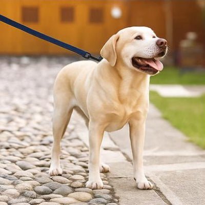 Laisse pour chien - Dogleash™ - Toutou et moi