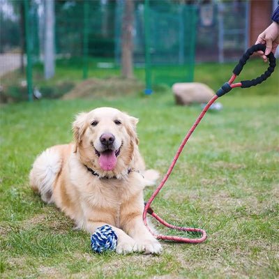 Laisse pour chien | Robusta - Toutou et moi