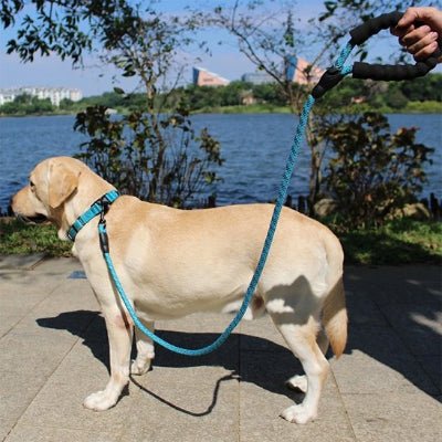 Laisse pour chien | Robusta - Toutou et moi