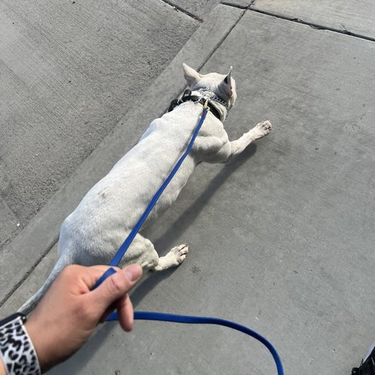 Laisse pour chien/Dogleash - Toutou et moi