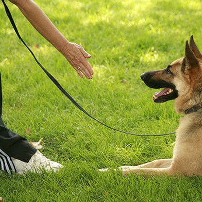 Laisse pour chien/Dogleash - Toutou et moi