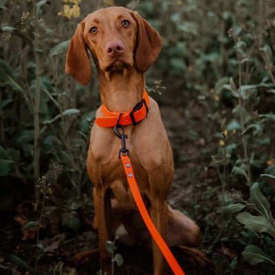 Laisses pour chiens | Baladog - Toutou et moi