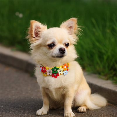 petit chien assis avec Collier pour chien Flowers jaune