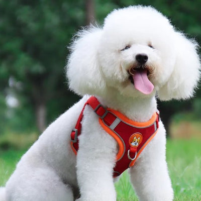 petit chien assis avec Harnais pour chien  Douce Patte rouge 