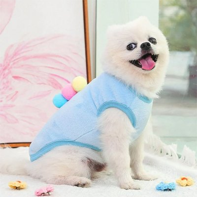 Petit chien assis avec pull pour chien Petit nuage bleu