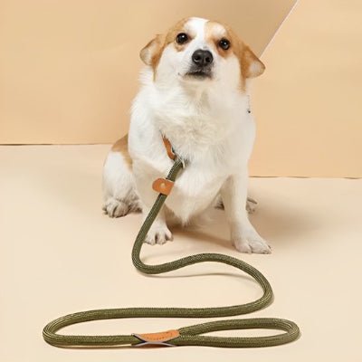 petit chien assis avec sa laisse chien kaki