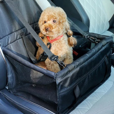 Petit chien assis dans un siege auto pour chien Confort Royal Noir