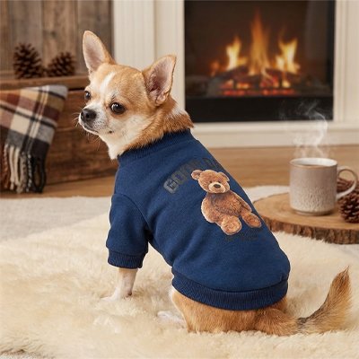 Petit chien assis devant cheminée avec pull chien Sweat Teddy bleu