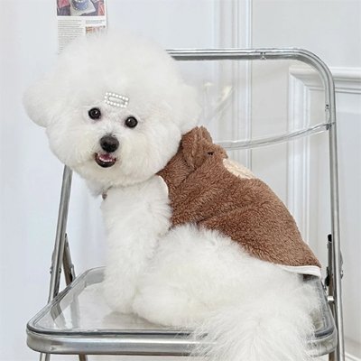 Petit chien assis sur une chaise en pull pour chien  Ourson marron