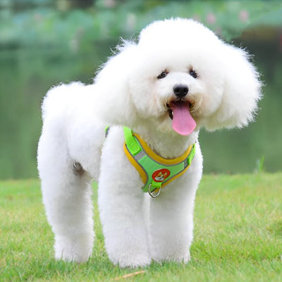 petit chien au parc avec Harnais pour chien vert Douce Patte 