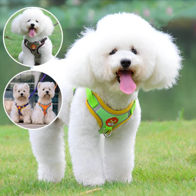 petit chien au parc avec Harnais pour chien vert Douce Patte et encart
