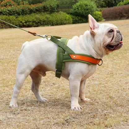 Petit chien au parc en harnais Chien confort Sortie Zen kaki
