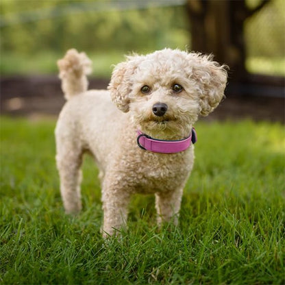 petit chien avec collier chien en cuir rose 
