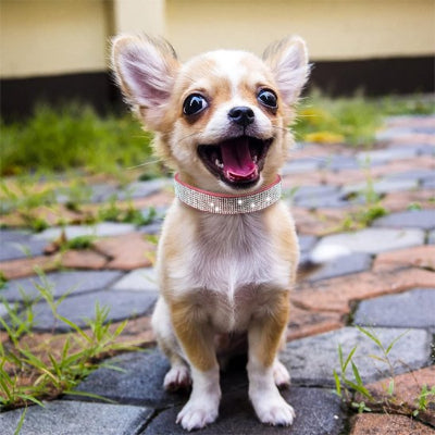  Petit chien avec collier chiot strass