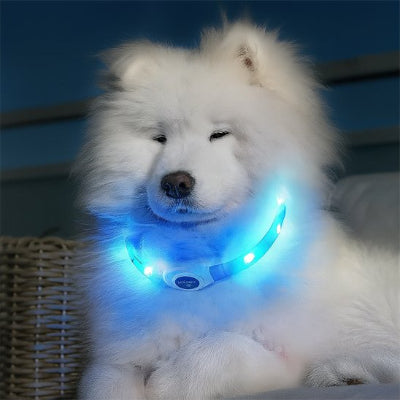 petit chien avec collier lumineux chien bleu
