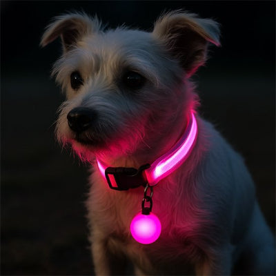 petit chien avec collier lumineux pour chien rose