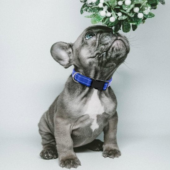  petit chien avec collier pour chien bleu et encart collier