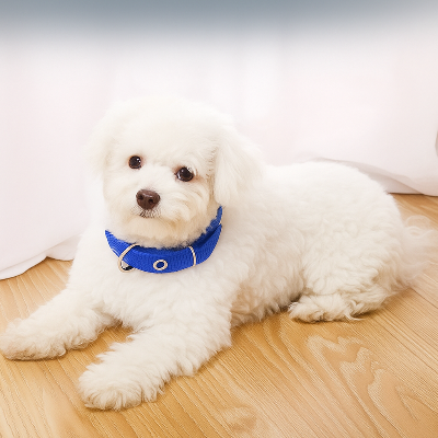 petit chien avec collier pour chien bleu