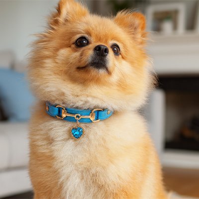 petit chien avec collier pour Chien coeur bleu