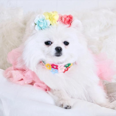 petit chien avec collier pour chien Flowers rose