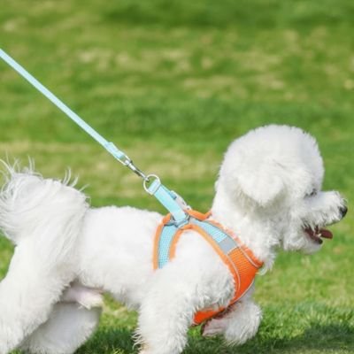 petit chien avec harnais chiot Nuage Orange/bleu