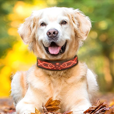 Petit chien blanc avec collier lumineux chien 