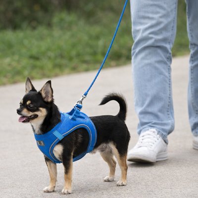 Petit chien dans la rue en harnais pour porter un chien Junior bleu