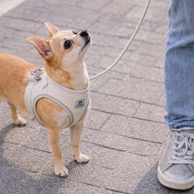 Petit chien dans la rue en harnais pour porter un chien Junior beige