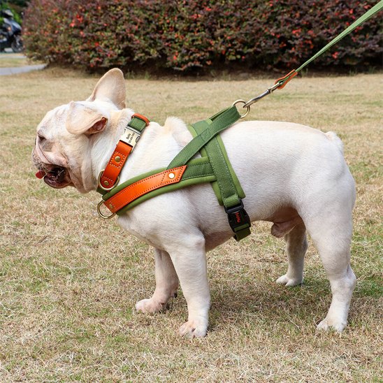 Petit chien dans l'herbe en harnais Chien confort Sortie Zen kaki