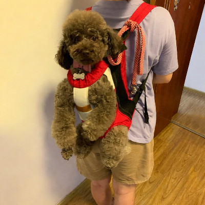 Petit chien dans son sac de transport chien Porte Toutou rouge sur son maitre