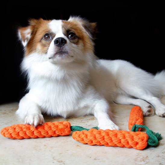 petit chien devant ses Jouets pour chiens Carotte