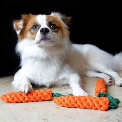 petit chien devant ses Jouets pour chiens Carotte