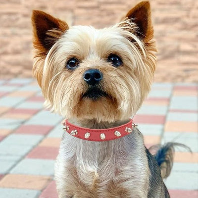 Petit chien en collier pour chien Petit Rebelle dehors