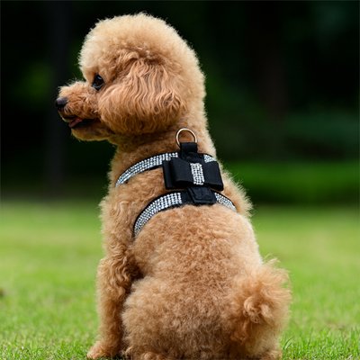 Petit chien en harnais chiot Chic et Strass noir assis