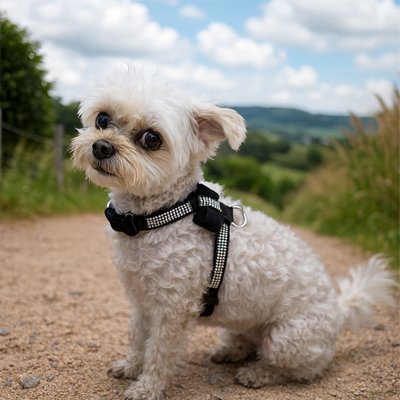 Petit chien en harnais chiot Chic et Strass noir sur un chemin