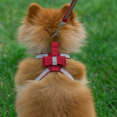 Petit chien en harnais chiot Chic et Strass rouge de dos